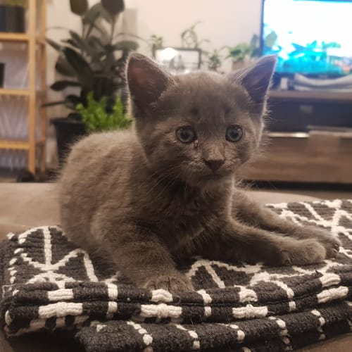 Roy - available late January 