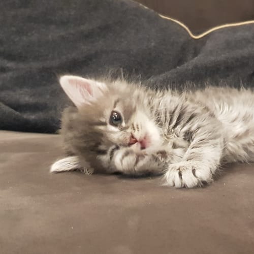 Fluffy - available late January