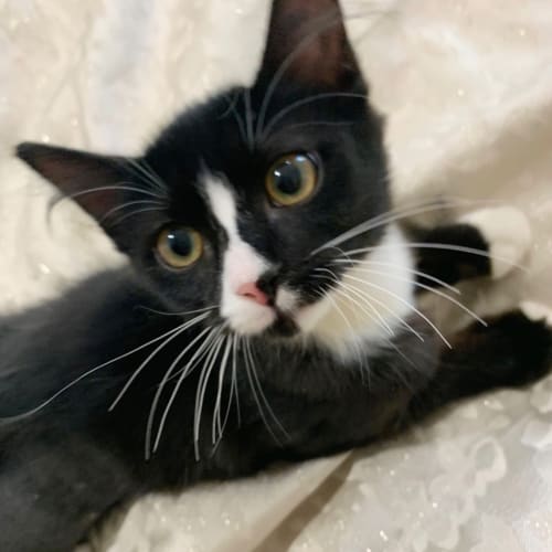Fig