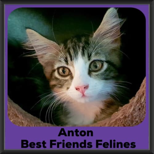 Anton 