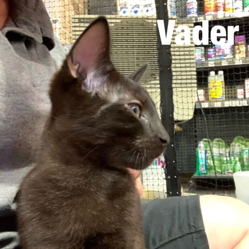Vader 