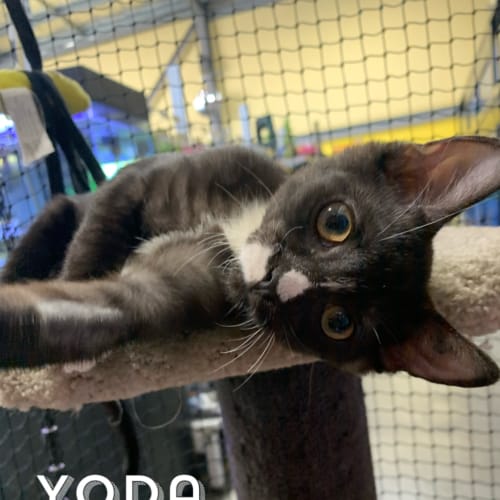 Yoda