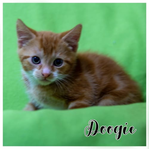 Doogie