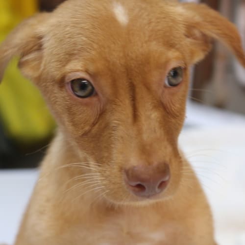 Peanut