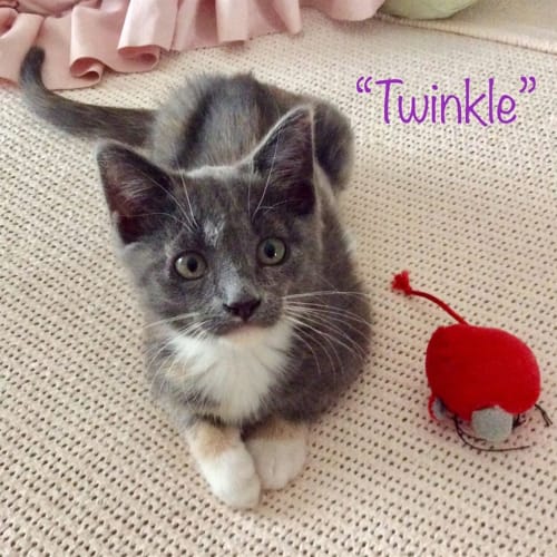 Twinkle