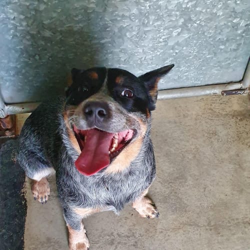 Max