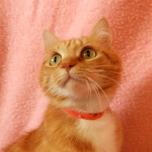 Nutmeg