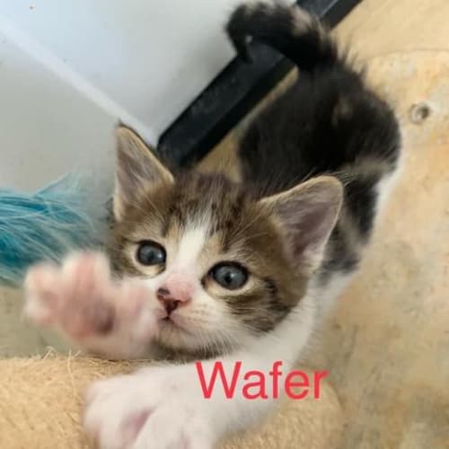 Wafer