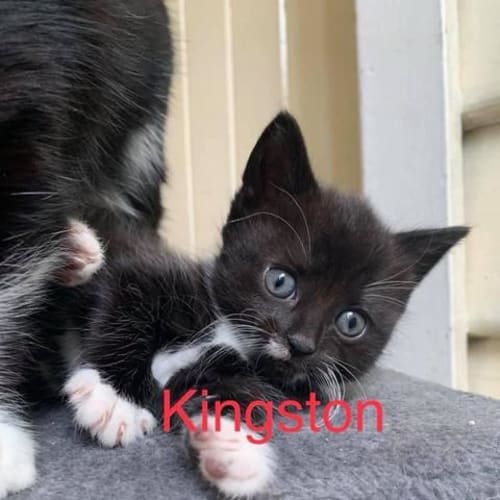 Kingston