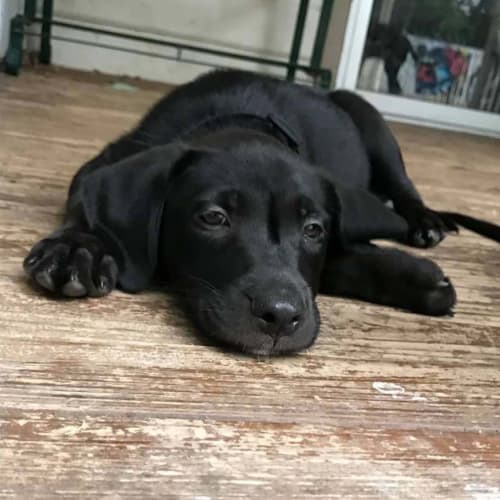 Jake ~ sweet Border Collie x puppy