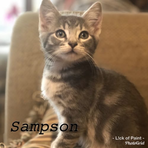 Sampson