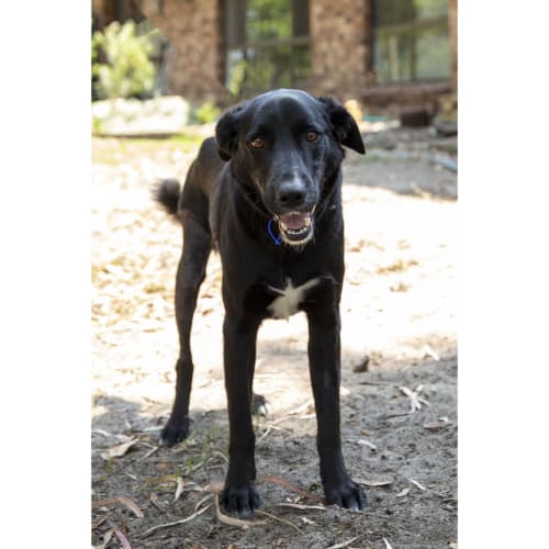 Sam ~ 3yo Kelpie x BC x Lab (On Trial 22/2/20)