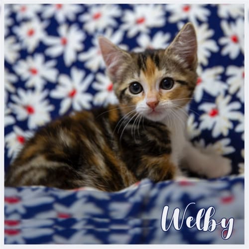 Welby