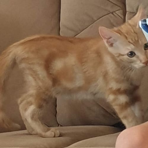 Simba