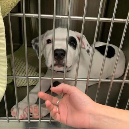 Harvey
