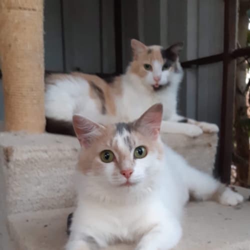 Laverne & Shirley 