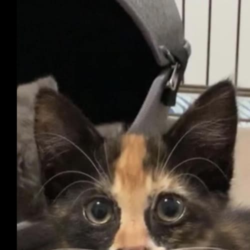 Lucy