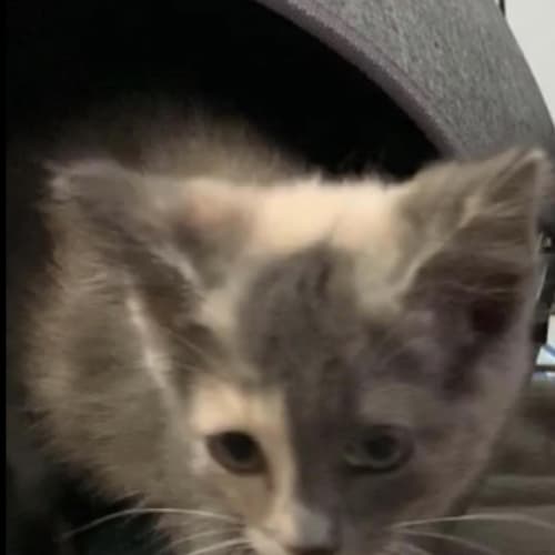 Lily