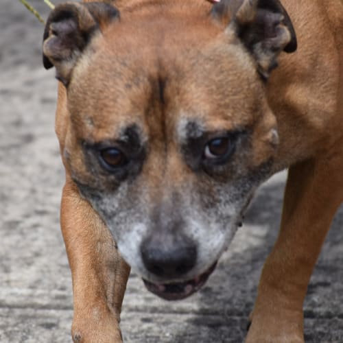 Mojo