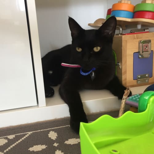 Tilly ~ 5yo smoochy female cat