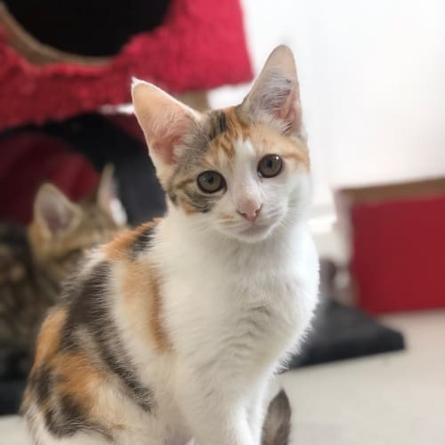 Glinda