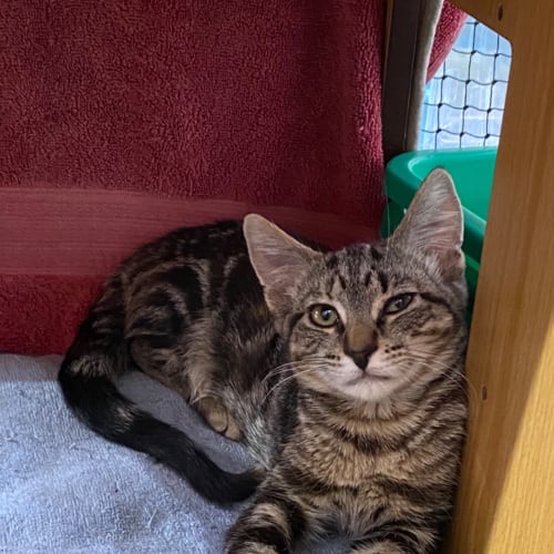 Tigerlilly