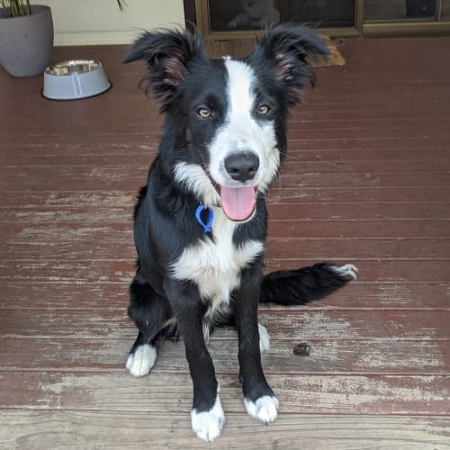 Reuben ~ 6mo Border Collie (On Trial 17/2/20)