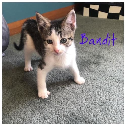 Bandit