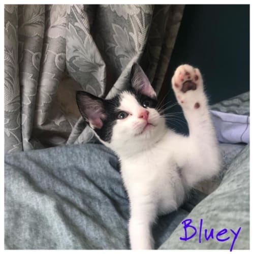 Bluey