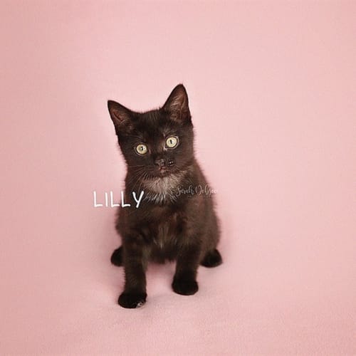 Lilly