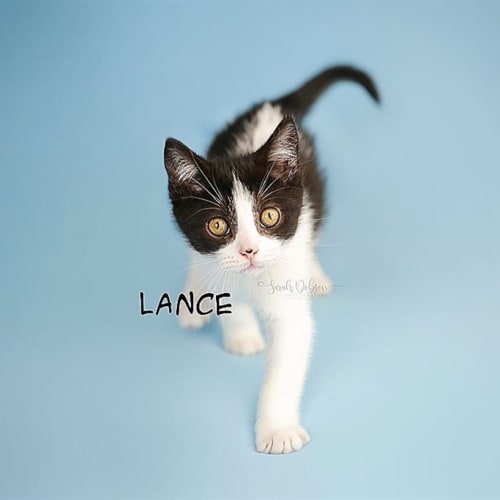 Lance
