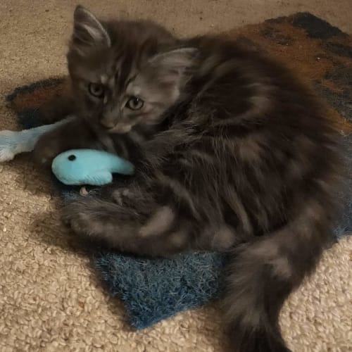 Frankie
