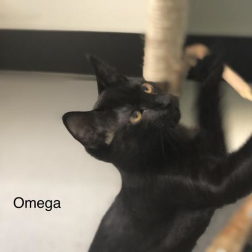 Omega