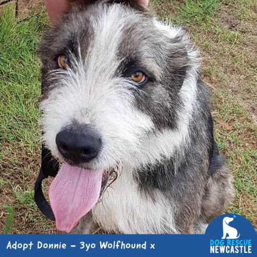 Donnie ~ friendly 3yo Wolfhound x (owner kept)