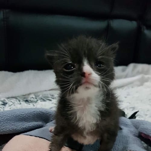 Itty bitty