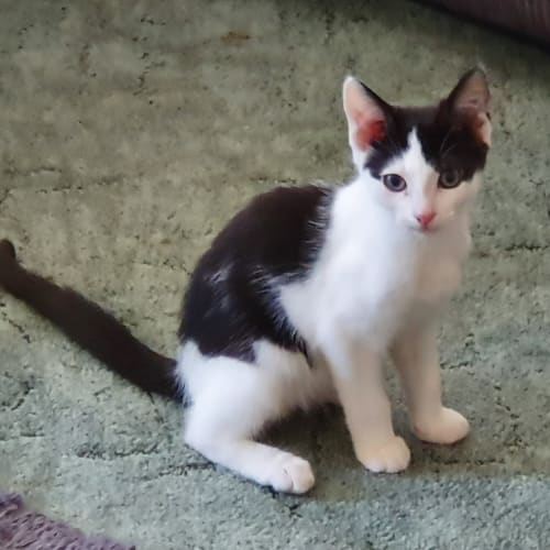 Merlin