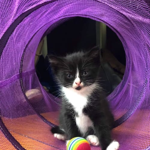 Meredith 