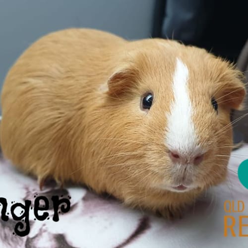 Ginger 