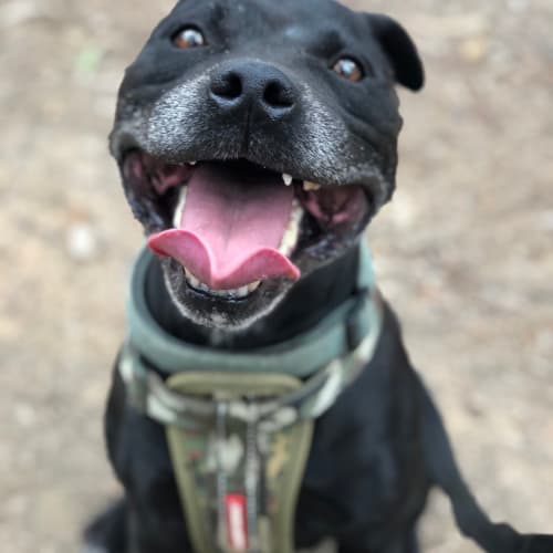 Zeus ~ 7 yr old Staffy (adopted by carer)