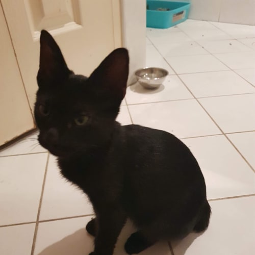 Sooty