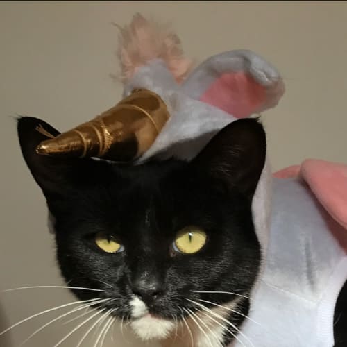 Covfefe - foster with view to adopt needed 