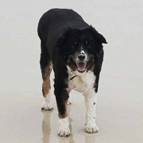 Meisie