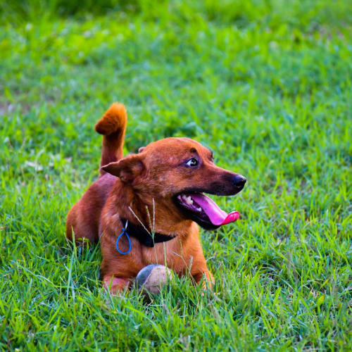 Charlie 
