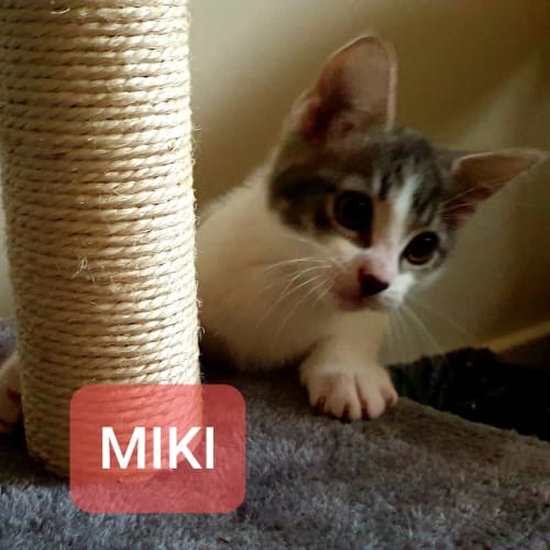 Miki