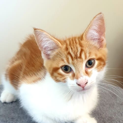 Fred