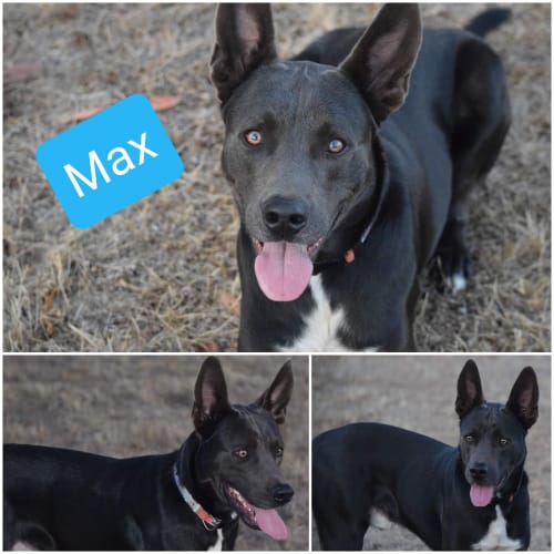 Max