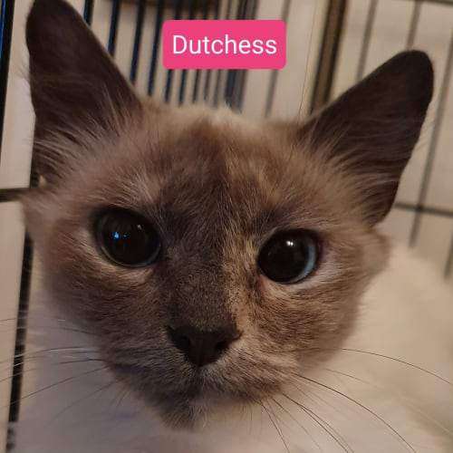 Dutchess