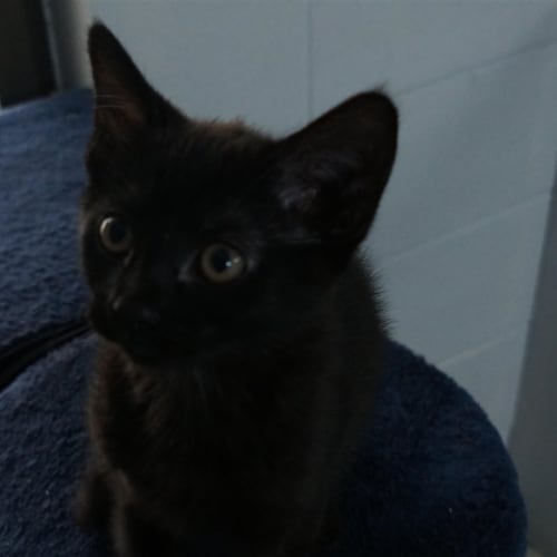 Josie