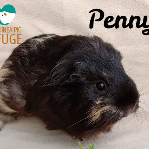 Penny (indoor home only)