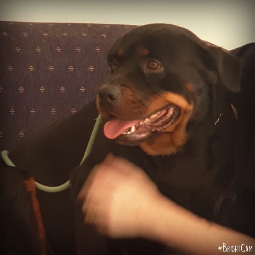 Sapphire ** Pure Breed Rottweiler **